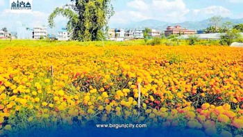 स्वदेशमै फूल उत्पादन बढ्दा पनि तिहारमा आयातको दबदबा