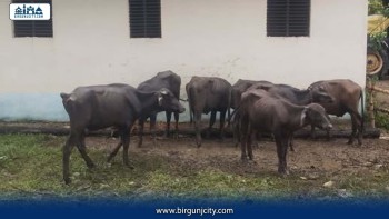 पर्सामा भन्सार छली नेपाल भित्र्याइँदै गरेका ७ पाडो बरामद