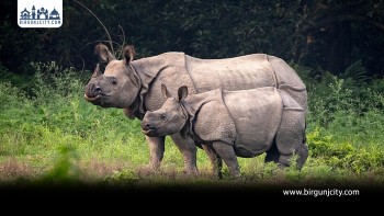 बजेट अभावका कारण गैँडा गणना कार्य अर्को वर्षका लागि सारियो