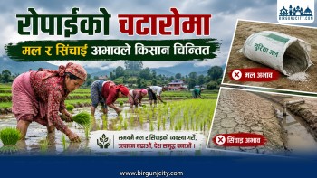 रोपाइँको चटारोमा किसान मल र सिँचाइ अभावले किसान चिन्तित