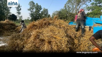 महोत्तरीमा चैते बाली भित्र्याउने चटारो बढ्दो