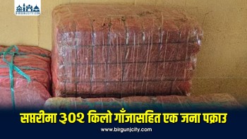 सप्तरीमा ३०२ किलो गाँजासहित एक जना पक्राउ