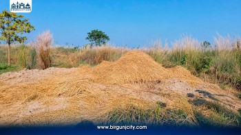 सप्तरीमा हात्ती मारेर धान खेतमा गाडिएको अवस्थामा फेला