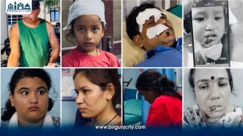 बाराको सिमरामा आतंक मच्चाउने कुकुर नियन्त्रणमा, समात्ने क्रममा वडाध्यक्षसमेत घाइते
