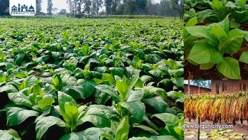 रौतहटमा महिला किसानको रोजाइ बन्यो सुर्ती खेती