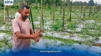 वर्षाले तरकारी उत्पादन प्रभावित भएपछि ठोरीका किसान चिन्तित