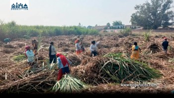 पर्सा : अनुदान अभाव र भुक्तानी ढिलाइले उखु किसान संकटमा