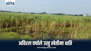 हावाहुरी र वर्षाले विष्णुपुरका किसानको दुई बिघा उखुबारीमा क्षति