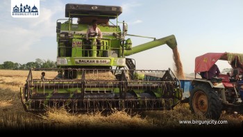 उत्पादन घट्यो, मूल्य खस्यो : गहुँ किसान दोहोरो मारमा