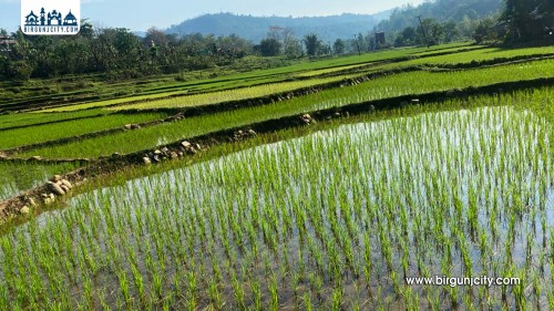 चामल आयात घटाउन तनहुँमा चैते धानखेती प्रवर्धन तीव्र