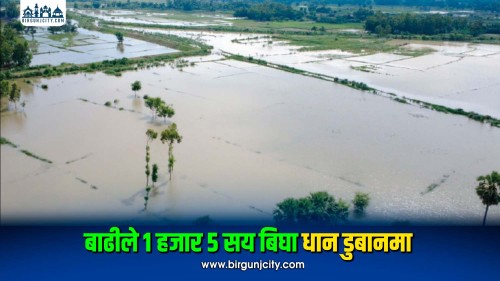 बाढीले १ हजार ५ सय बिघा धान डुबानमा
