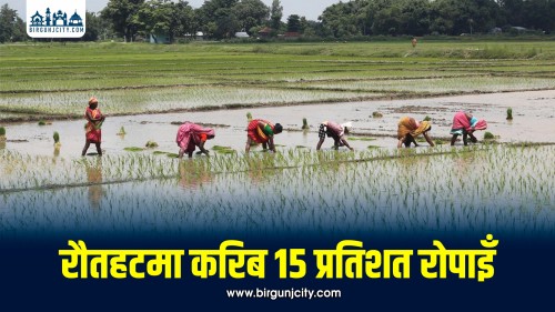 वर्षा अभावले रौतहटमा १५ प्रतिशत मात्र धान रोपाइँ