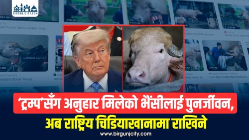 ‘ट्रम्प’सँग तुलना गरिएको भैंसीलाई पुनर्जीवन, अब राष्ट्रिय चिडियाखानामा राखिने (भिडियो सहित)