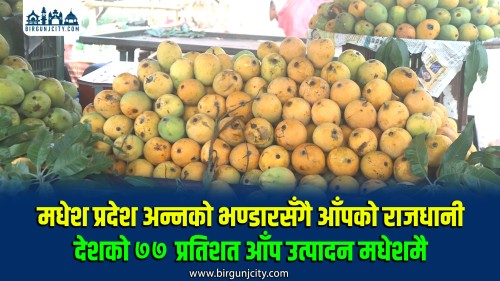 मधेश प्रदेश अन्नको भण्डारसँगै आँपको राजधानी ,देशभर उत्पादन हुने आँपमध्ये ७७ प्रतिशतभन्दा बढी योगदान मधेशकै