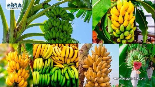 आयात रोकिएपछि बजारमा केराको मूल्य दोब्बर