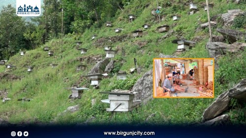 माहुरी पालनले फेरिएको जीवन, गोला र घार बेचेरै आम्दानी