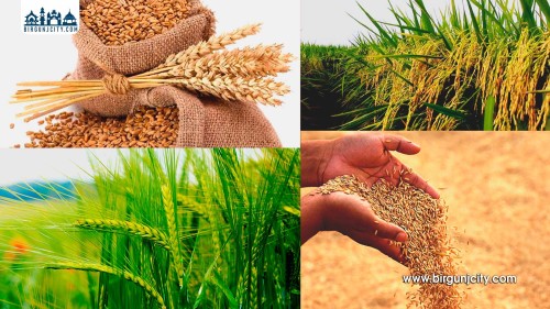 गहुँ र चैते धानको न्यूनतम समर्थन मूल्य बढ्यो