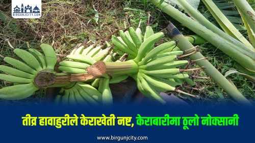 तीव्र हावाहुरीले केराखेती नष्ट, कृषकको करोडौँको नोक्सानी