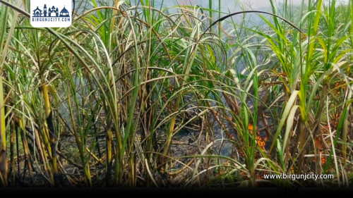 सर्लाहीमा उखु खेतमा भीषण आगलागी, २० बिघा उखु नष्ट