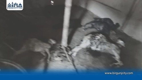 बाराको सिम्रौनगढमा कुकुर आतंक, खोर तोडेर आठ पशु मारेपछि त्रास फैलियो