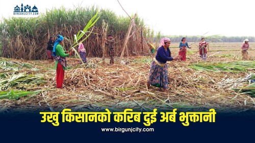 महोत्तरीका उखु किसानले पाए करिब १ अर्ब ७७ करोड रुपैयाँ भुक्तानी, अनुदान रकम पनि सिफारिस