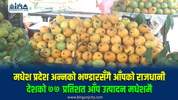 मधेश प्रदेश अन्नको भण्डारसँगै आँपको राजधानी ,देशभर उत्पादन हुने आँपमध्ये ७७ प्रतिशतभन्दा बढी योगदान मधेशकै