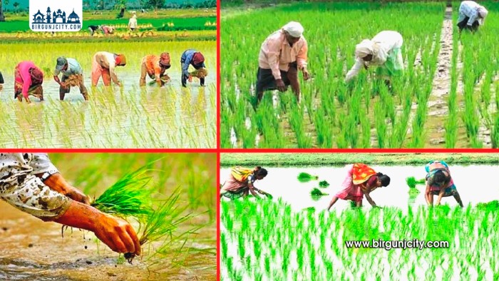 मधेसका अधिकांश जिल्लामा धान रोपाइँ अन्तिम चरणमा,मल र सिँचाइको अभाव कायमै