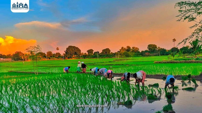 पर्याप्त वर्षा नहुँदा बारामा धान खेती प्रभावित, १३ प्रतिशत मात्रै रोपाइँ