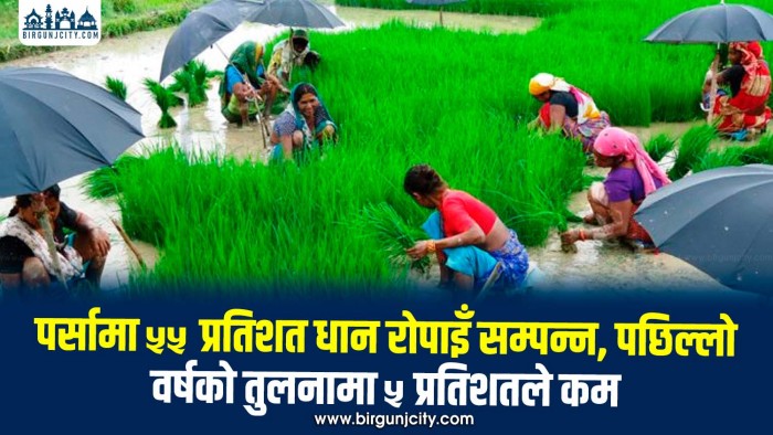 पर्सामा ५५ प्रतिशत धान रोपाइँ सम्पन्न, गत वर्षभन्दा ५ प्रतिशत कम