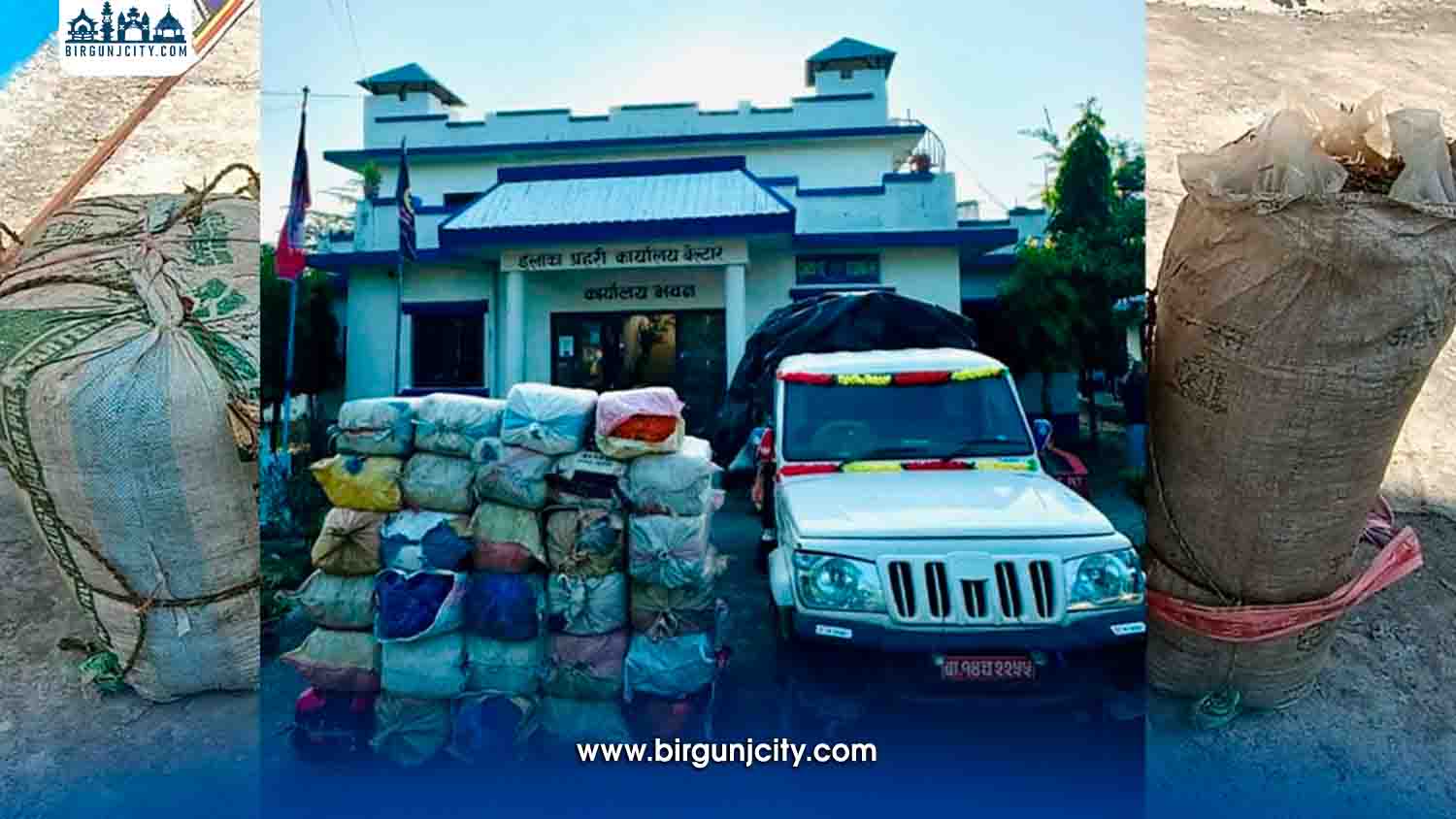 उदयपुरमा ठूलो परिमाणमा गाँजा बरामद, १ युवक प्रहरी नियन्त्रणमा