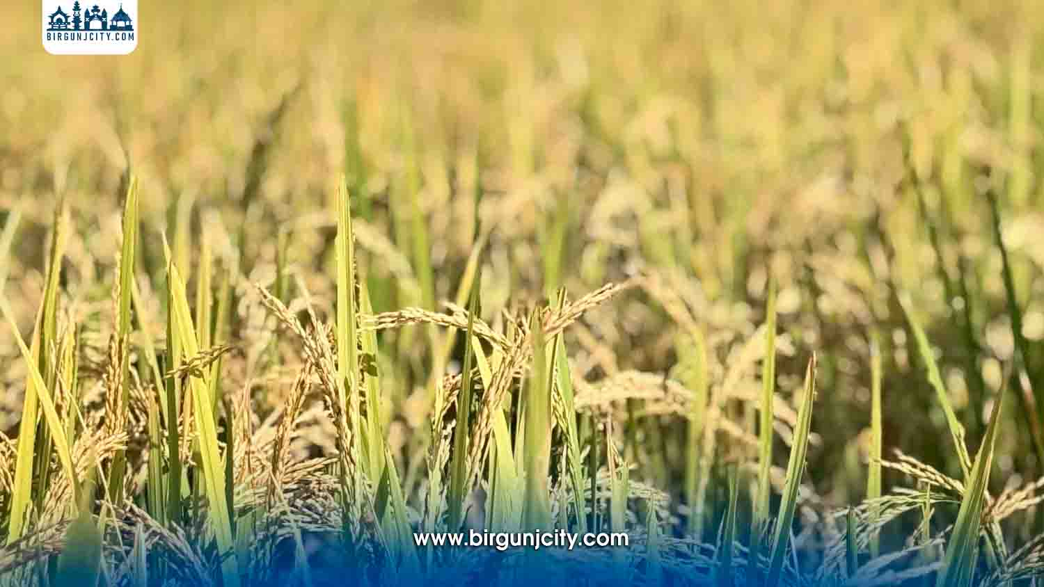 चाडपर्वको रौनकसँगै किसानलाई धान भित्र्याउने चिन्ता