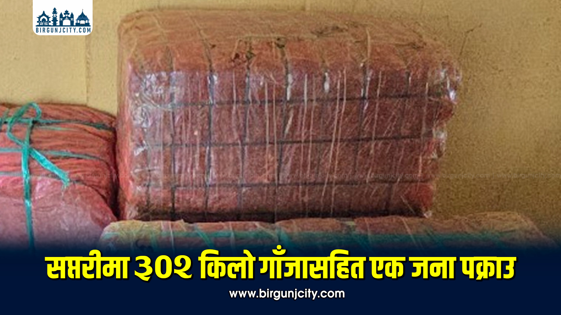 सप्तरीमा ३०२ किलो गाँजासहित एक जना पक्राउ